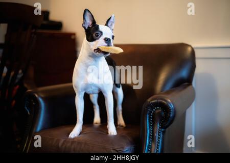 Boston Terrier chiot debout alerte sur une chaise en cuir brun de style vintage.Elle a un chew yak dans sa bouche.Elle est mince et athlétique. Banque D'Images