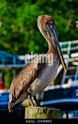 Un pélican brun juvénile (Pelecanus occidentalis) perche près du front de mer, le 27 avril 2021, à Bayou la Berre, Alabama. Banque D'Images