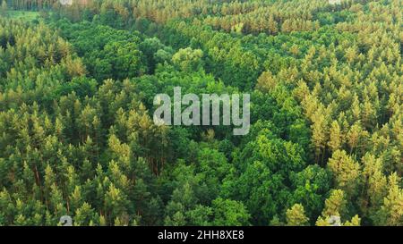 4K vue aérienne du paysage de la Forêt verte.Vue de dessus de High attitude en été soir.Toile de fond naturelle arrière-plan des bois de conifères.Vol de drone Banque D'Images