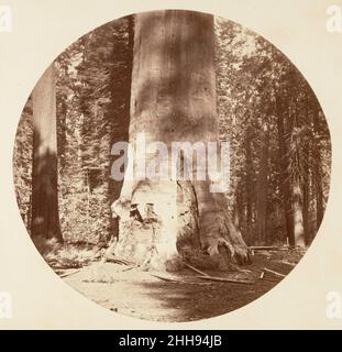 La mère de la forêt - Calaveras Grove ca.1878 Carleton E. Watkins cet album sans titre exceptionnellement rare présente soixante-treize vues circulaires réalisées dix-sept ans après la première photographie de Watkins à Mariposa Grove et Yosemite.La moitié des photographies sont des études des grands séquoias dans la plantation de Calaveras, l'autre moitié sont des paysages de Yosemite.Watkins utilisait un appareil photo stéréo avec des plaques surdimensionnées, puis masquait les négatifs pendant le processus d'impression.La mère de la forêt - Calaveras Grove.Carleton E. Watkins (américain, 1829–1916).1878. Impression argent à base d'albumine de gla Banque D'Images