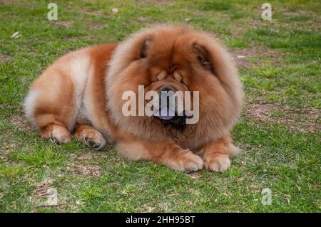 Chow Chow chien de couleur brune, couché sur l'herbe Banque D'Images