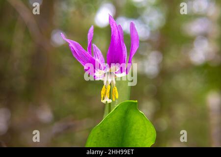 Kandyk ou Erythonium - nénuphar sauvage de la forêt également appelé fleurs de la dent de chien dans la forêt sur fond d'une forêt floue, foyer sélectif Banque D'Images