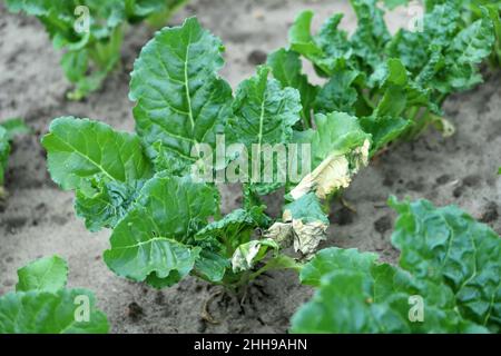 Plantes de betterave à sucre avec symptômes d'infection bactérienne - feuilles de séchage. Banque D'Images