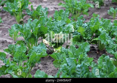 Plantes de betterave à sucre avec symptômes d'infection bactérienne - feuilles de séchage. Banque D'Images