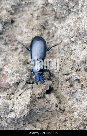 Un coléoptère Broscus céphalotes de la famille des Carabidés - coléoptères terrestres sur les sols en milieu agricole.C'est un prédateur qui chasse aux ravageurs des plantes Banque D'Images