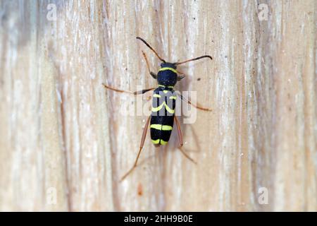 Coléoptère commun Clytus arietis des longicorne (Cerambycidae, Coleoptera) sur bois. Banque D'Images