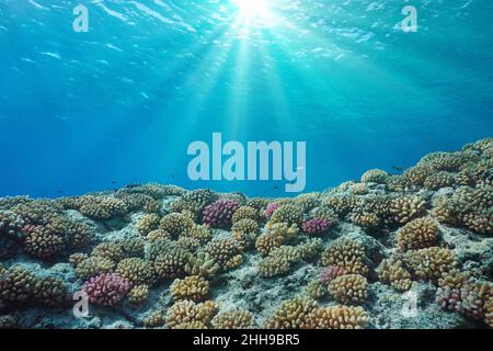 Récif de corail et lumière du soleil sous l'océan, Pacifique Sud, Polynésie française Banque D'Images
