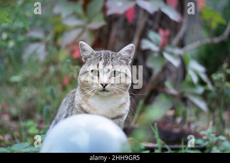 Beau cher belle magie heureux chat en plein air dans le jardin de fantaisie créant un chat vortex Banque D'Images