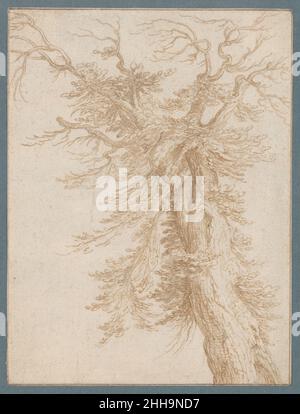 Etude d'un arbre fin 16th–début 17th siècle Jacques de Gheyn II Netherlandish.Étude d'un arbre 386334 Banque D'Images