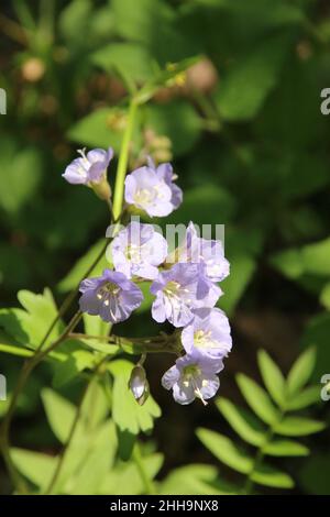 Grappe de fleurs délicates de pourpre pâle fleurissent au début du printemps dans les bois, il. Banque D'Images