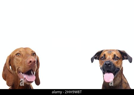 Groupe de beaux chiens devant un fond blanc Banque D'Images