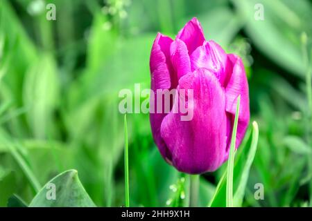 Prince violet tulipe dans le jardin au printemps Banque D'Images