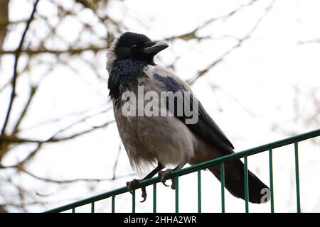 Un corbeau est installé sur une clôture dans le parc Banque D'Images