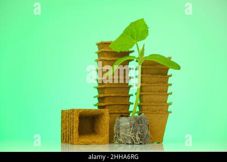 concombres plantules en comprimés de tourbe sur fond vert.cuvettes de tourbe pour plantules.matériel de plantation biodégradable .Plantes vertes de concombres.Jardinage Banque D'Images