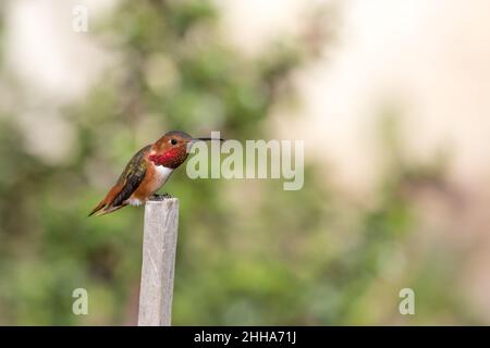 colibri d'allen , Sélasphorus sasin , homme adulte .Perchée dans un jardin du sud de la Californie. Banque D'Images