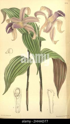 Sobralia sessilis (S. decora) - Curtis c. 120 (ser.3 non50) pl.7376. Banque D'Images