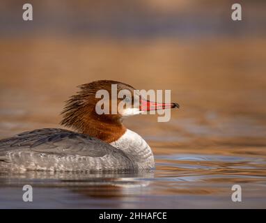 Gros plan de Merganser commun (Mergus merganser) nageant de poule dans l'étang Colorado, États-Unis Banque D'Images