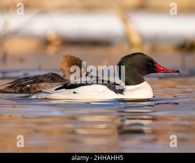 Méganser commun (Mergus merganser) nageant sur l'étang dans le plumage complet de l'élevage merganser à capuchon (Lophodytes cucullatus) en arrière-plan Colorado, États-Unis Banque D'Images