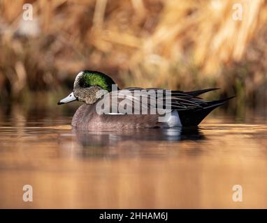 Veuvage américain (Mareca americana) drake nageant sur l'eau dans le plumage plein élevage Colorado, États-Unis Banque D'Images