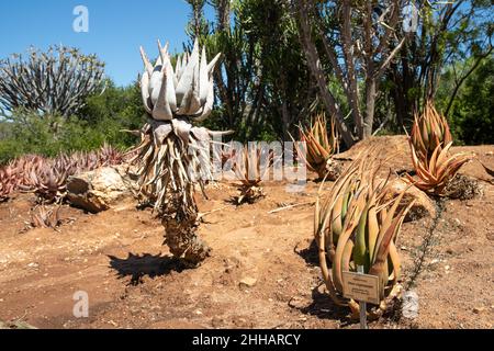 Worcester.23rd janvier 2022.Photo prise le 23 janvier 2022 montre des plantes d'aloès au jardin botanique national du désert de Karoo à Worcester, Afrique du Sud.Le jardin botanique national du désert de Karoo, d'une superficie de 154 hectares, cultive et expose une grande variété de plantes endémiques dans les environnements arides et semi-arides.Crédit: LYU Tianran/Xinhua/Alay Live News Banque D'Images