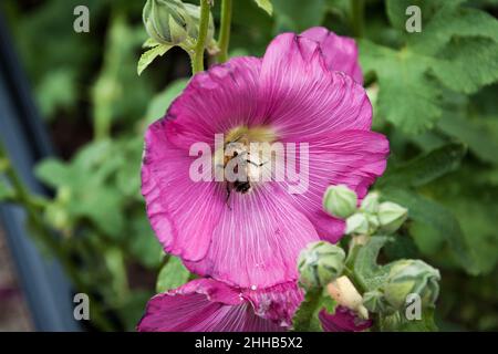 Hibiscus Bloom with Bee, Harpers Ferry, Virginie occidentale, États-Unis Banque D'Images