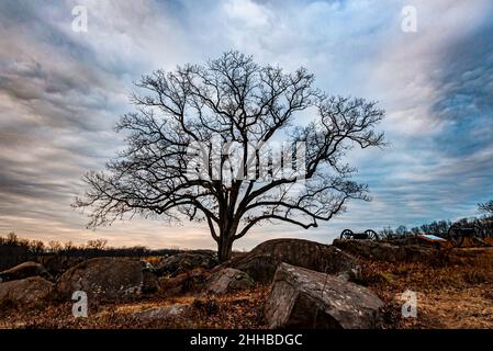 Witness Tree at Sunset, Devils Den, parc militaire national de Gettysburg, Pennsylvanie, États-Unis Banque D'Images