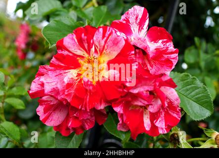 Belles roses bicolores roses, blanches et rouges en pleine floraison Banque D'Images