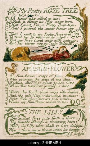 Chansons d'innocence et d'expérience, copie F objet 47 mon joli ARBRE ROSE. Banque D'Images
