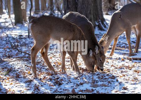 Petit troupeau de cerfs de Virginie dans une forêt enneigée Banque D'Images