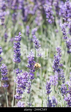 Une abeille pollinise des fleurs de lavande dans une ferme de lavande en Colombie-Britannique, au Canada Banque D'Images