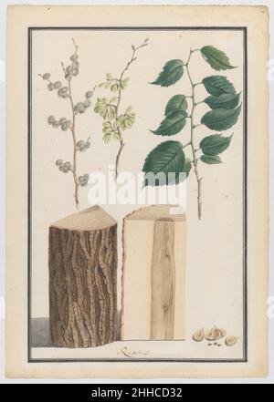 Études des feuilles, des fleurs, des fruits et du tronc d'un orme anglais (Ulmus procera) 1788 Ludwig Pfleger Allemand ce dessin fait partie d'un groupe de quatre études d'espèces de bois données au Musée par Mme Writsman.Ils ont été créés par Ludwig Pfleger (1720-1793) qui semble s'être spécialisé dans les scènes de la vie encore et les études après la nature.Très peu de choses sont connues au sujet de son éducation et de son début de carrière.Le père de Ludwig, Franz Pfleger (?-1737), était employé par Sybilla Augusta, comtesse de Baden-Baden, comme directeur artistique de Schloss Favorite à Rastatt.À ce titre, il a conçu, entre autres, Banque D'Images