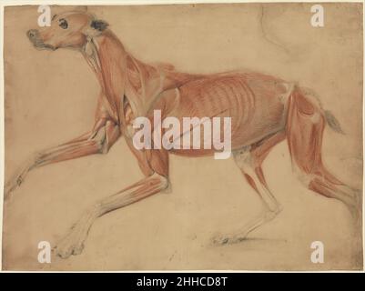 Une grande étude Écorché d'un chien courant 1821 Charles Landseer British Charles Landseer appartenait à une famille d'artistes très célébrée.Son père était le graveur et l'antiquaire John George Landseer (1753–1862) et ses frères Thomas Landseer (1793–1880), et le célèbre peintre Edwin Henry Landseer (1802–1873).En 1815, Charles et Thomas ont commencé leur formation sous la direction de Benjamin Robert Haydon (1786–1846), qui les a exposés à une méthode rigoureuse de dessin anatomique qui impliquait de dessiner à partir de cadavres et de faire des dissections, ainsi que des pratiques plus traditionnelles telles que la copie de tirages et de dessiner Banque D'Images