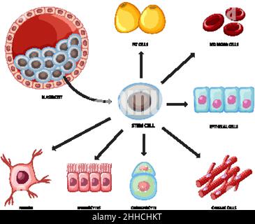 Types de cellules souches sur fond blanc illustration Illustration de Vecteur