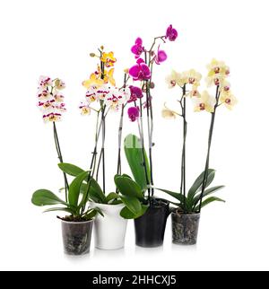 Espèce d'orchidées in front of white background Banque D'Images