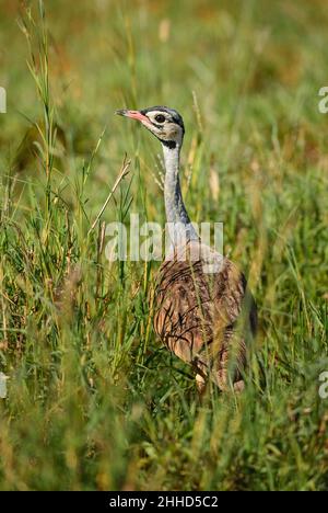 Bustard à ventre blanc - Eupodotis senegalensis, petit butarde magnifique provenant de buissons et de savanes africains, collines de Taita, Kenya. Banque D'Images