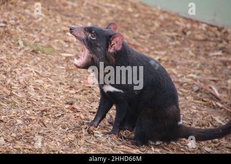 Diable de Tasmanie, Tasmanie, Australie Banque D'Images