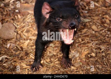 Diable de Tasmanie, Tasmanie, Australie Banque D'Images