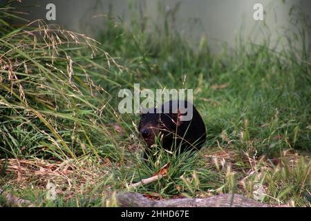 Diable de Tasmanie dans l'herbe, Tasmanie, Australie Banque D'Images