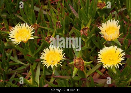 Plantes de glace sur un pré près de Cabo da Roca au Portugal Banque D'Images