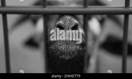 une chèvre en portrait où le museau est étiré vers. le museau est le point aigu et significatif dans la photo d'animal. en blanc noir Banque D'Images