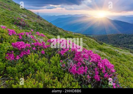 Les fleurs de Rhododendron couvraient la prairie des montagnes en été. Lumière de lever de soleil orange allumée en premier plan. Photographie de paysage Banque D'Images