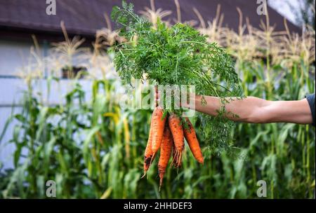 Les carottes entre les mains des agriculteurs. Cultures respectueuses de l'environnement. Attention sélective Banque D'Images