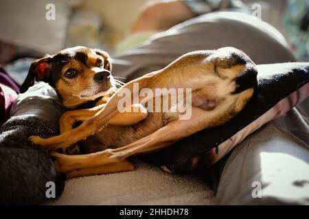 Petite pinscher se reposant dans une posture amusante à la maison. Banque D'Images