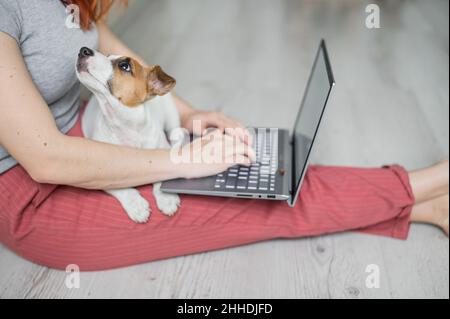 Puppy Jack Russell Terrier s'assoit et manque les genoux de la jeune fille sans visage.Femme méconnaissable assise sur le sol dans une position confortable et tapant dessus Banque D'Images