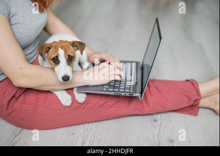 Puppy Jack Russell Terrier s'assoit et manque les genoux de sa maîtresse.Femme méconnaissable assise sur le sol dans une posture confortable et étudiant sur un Banque D'Images