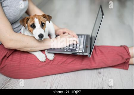 Puppy Jack Russell Terrier s'assoit et manque les genoux de sa maîtresse.Femme méconnaissable assise sur le sol dans une posture confortable et étudiant sur un Banque D'Images