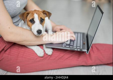 Puppy Jack Russell Terrier s'assoit et manque les genoux de sa maîtresse.Femme méconnaissable assise sur le sol dans une posture confortable et étudiant sur un Banque D'Images