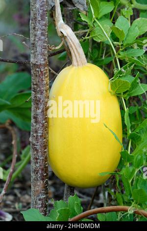 Spaghetti de courge ou spaghetti de légumes, Cucurbita pepo, plante de squash Banque D'Images