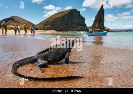 Iguana marin observant les touristes à la plage avec formation de roc derrière, Amblyrhynchus cristatus, Bartolome Island, Galapagos Banque D'Images