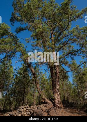 Canary pins à Ténérife, au niveau le plus bas de la Corona Forestal à Las Estrellas, Guia de Isora.Arbre mature. Banque D'Images